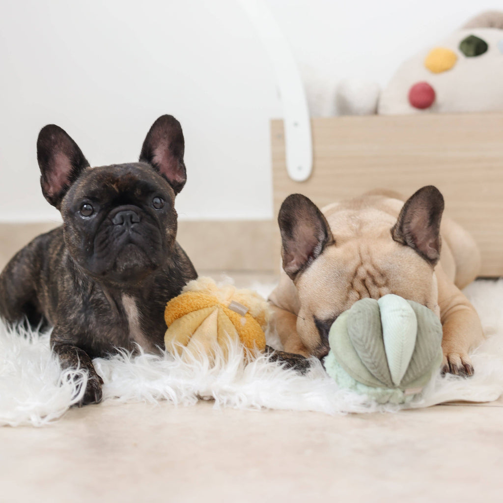 TOTO //Enrichment Toy (small, yellow)