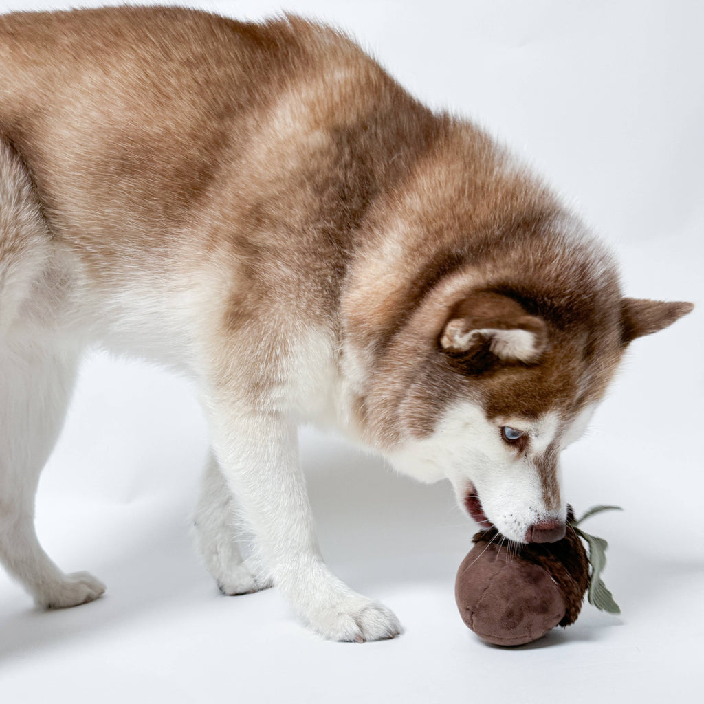 ACORN//Enrichment Toy