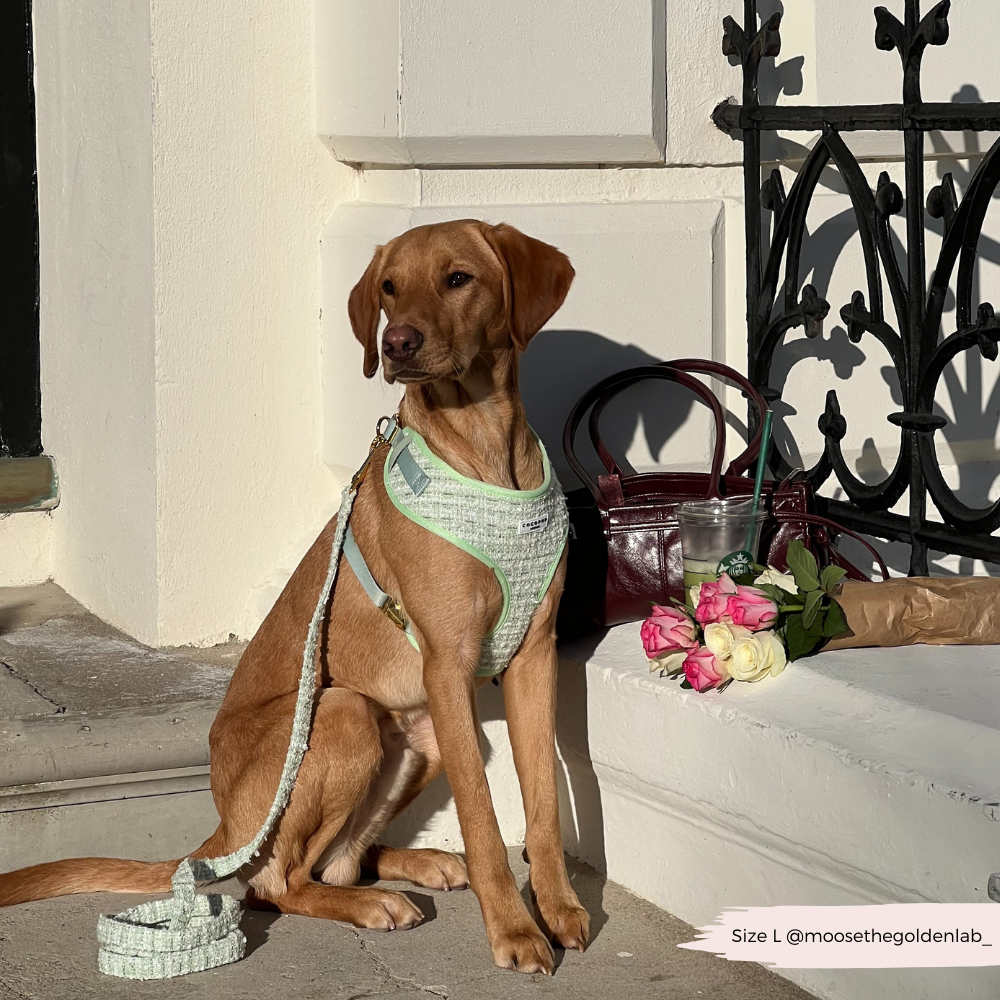 Matcha Textured Tweed Adjustable Neck Harness