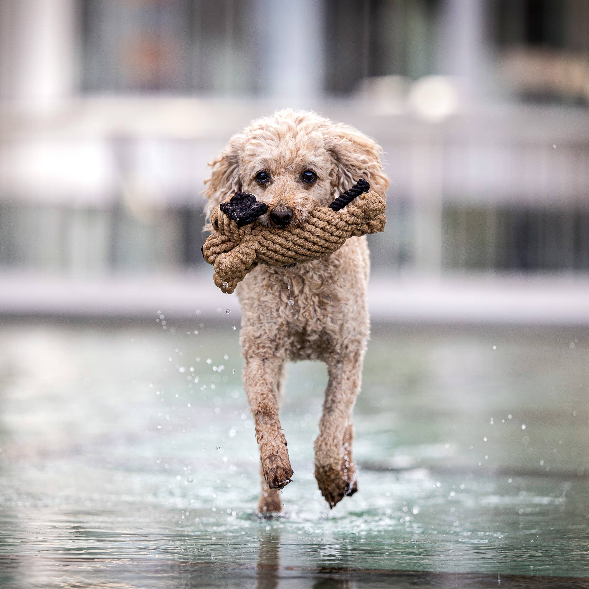 DOGGY DOG JR.