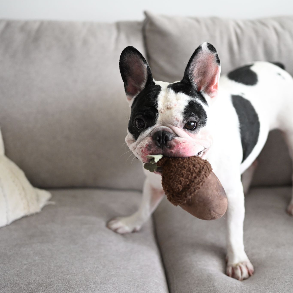 ACORN//Enrichment Toy