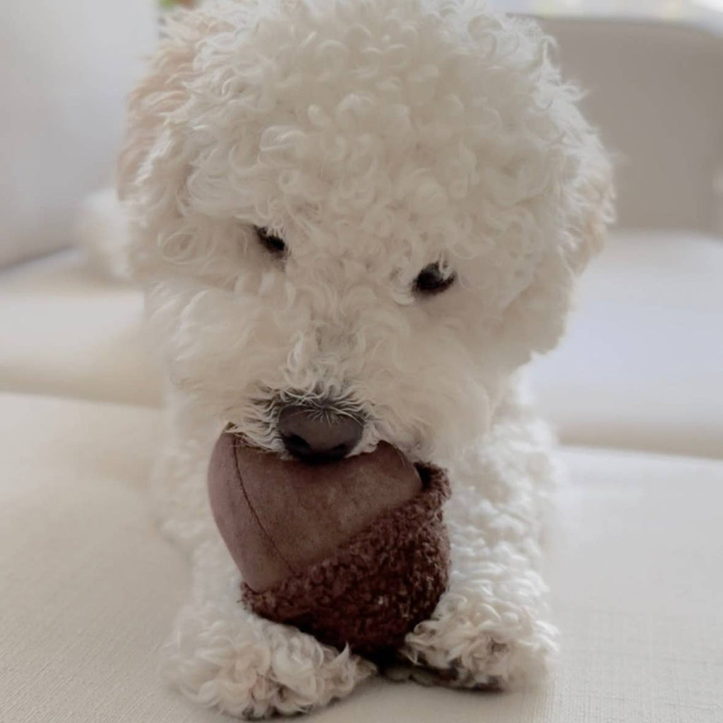 ACORN//Enrichment Toy