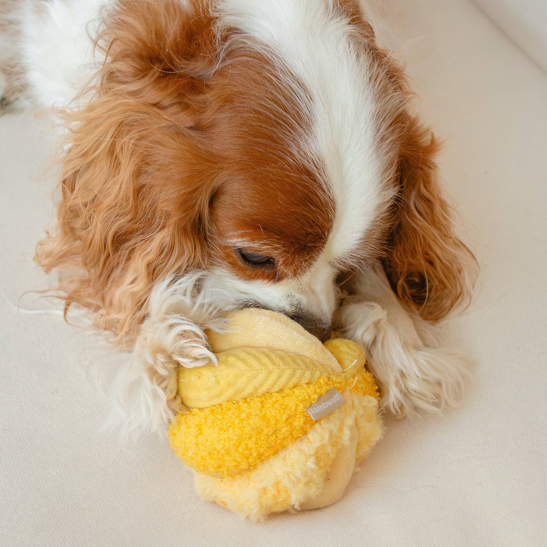 TOTO //Enrichment Toy (small, yellow)