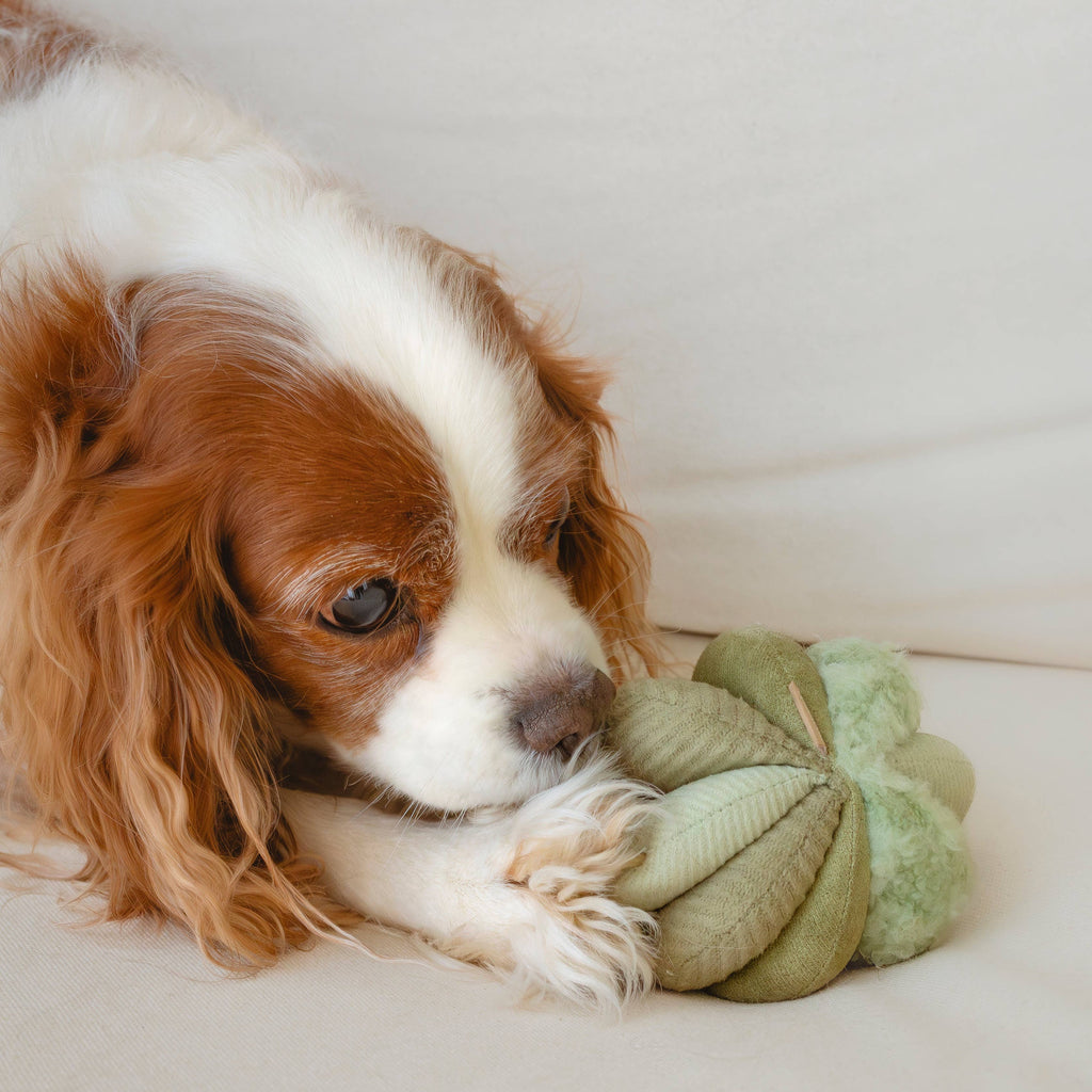 TOTO //Enrichment Toy (small, yellow)
