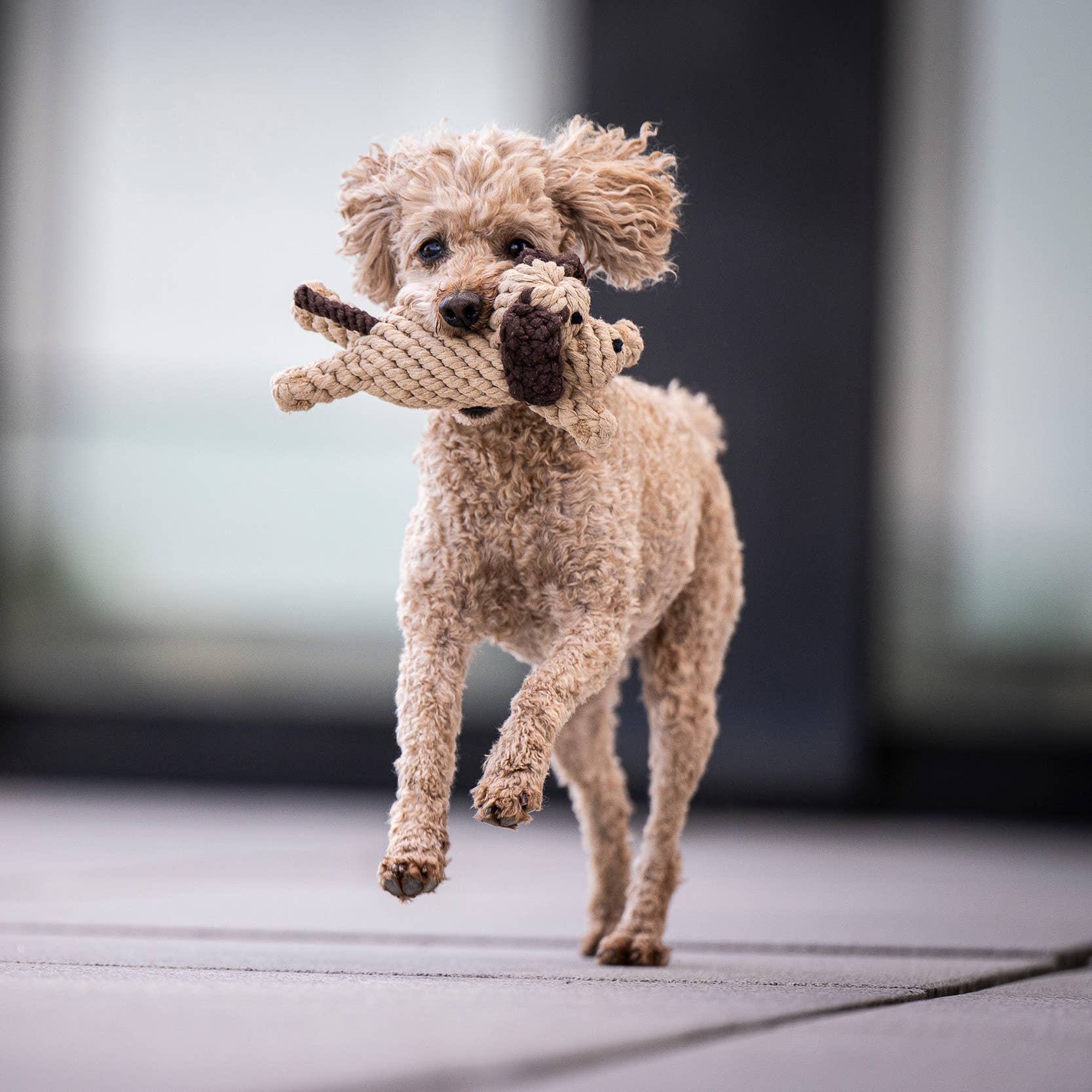 DOGGY DOG JR.