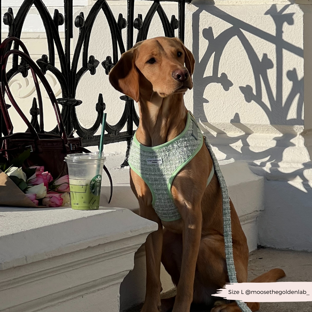 Matcha Textured Tweed Adjustable Neck Harness