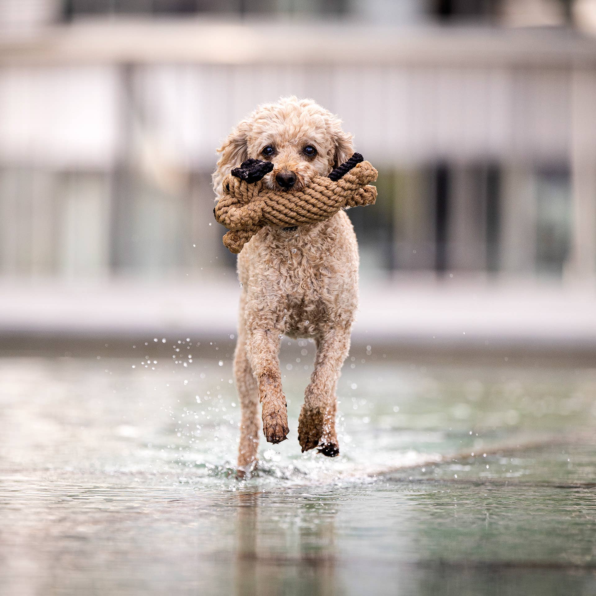 DOGGY DOG JR.