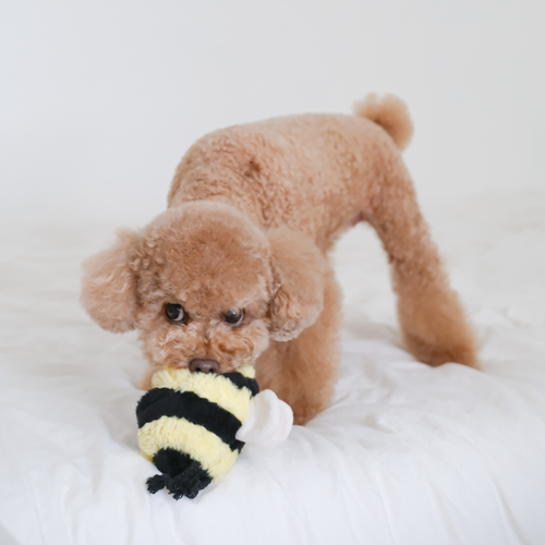 BEE POP//Enrichment Toy