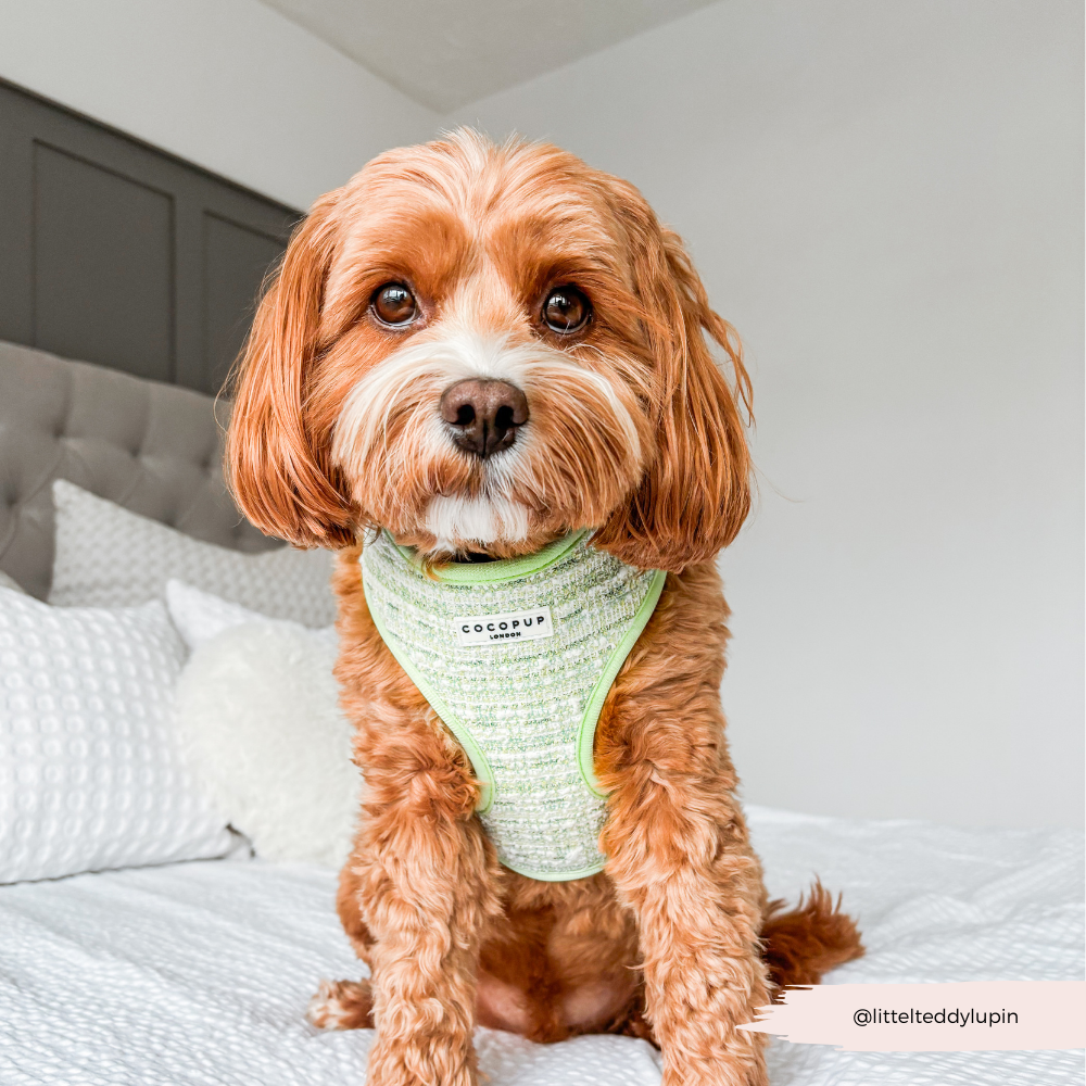 Matcha Textured Tweed Adjustable Neck Harness