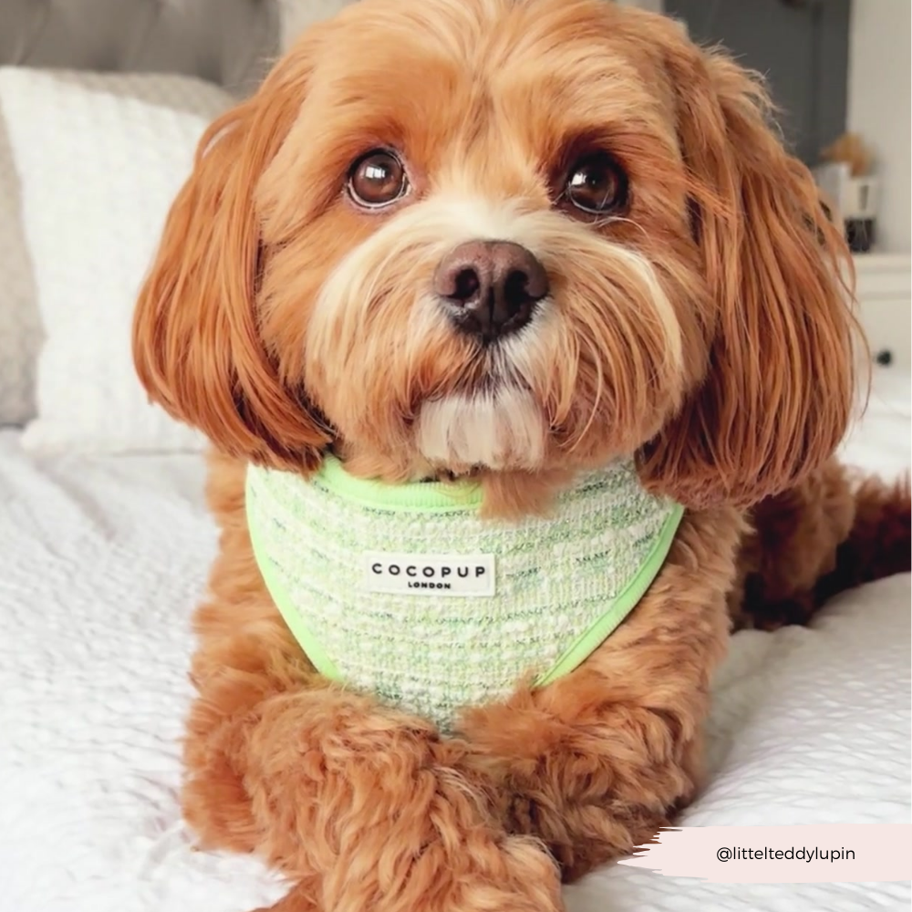 Matcha Textured Tweed Adjustable Neck Harness