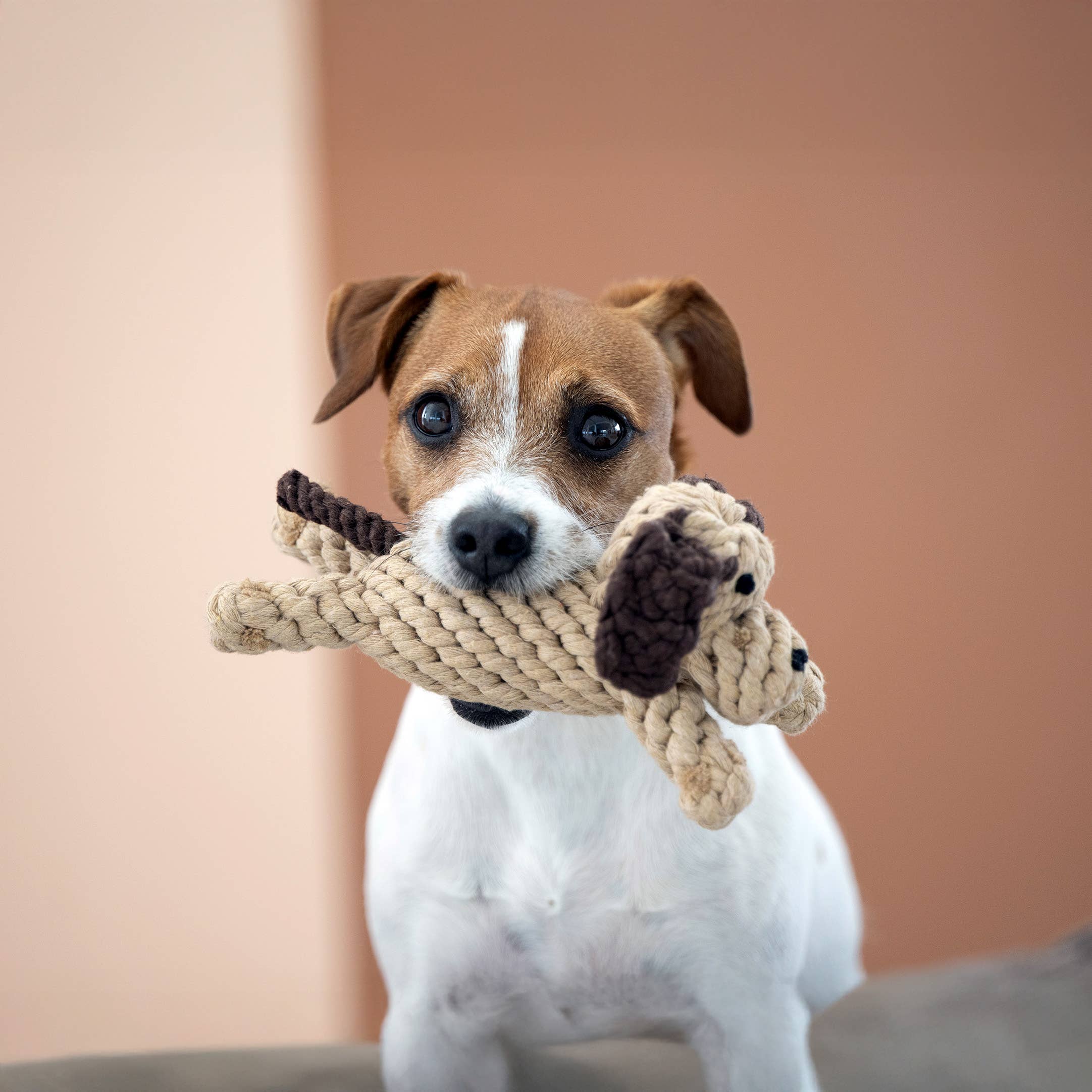 DOGGY DOG JR.