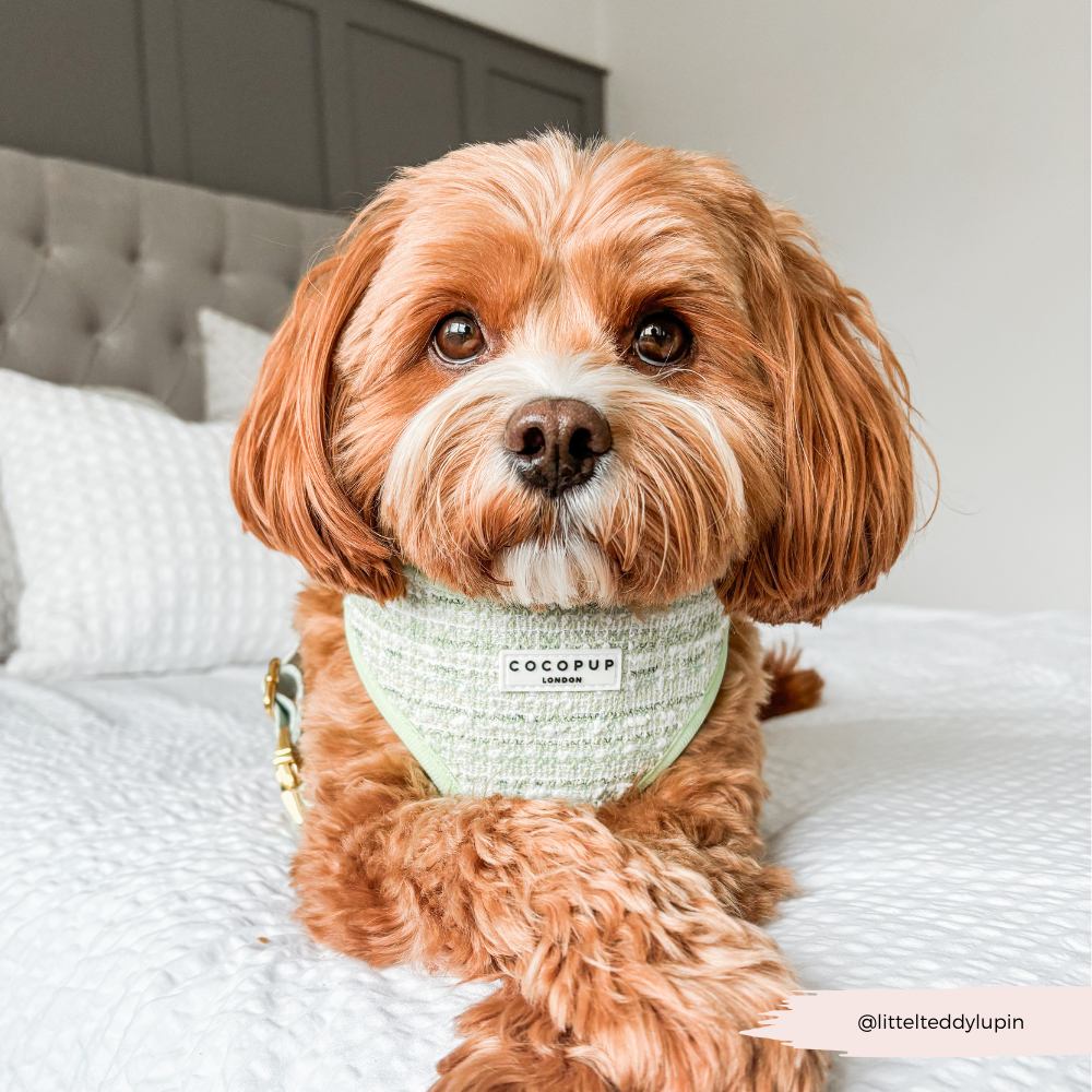Matcha Textured Tweed Adjustable Neck Harness