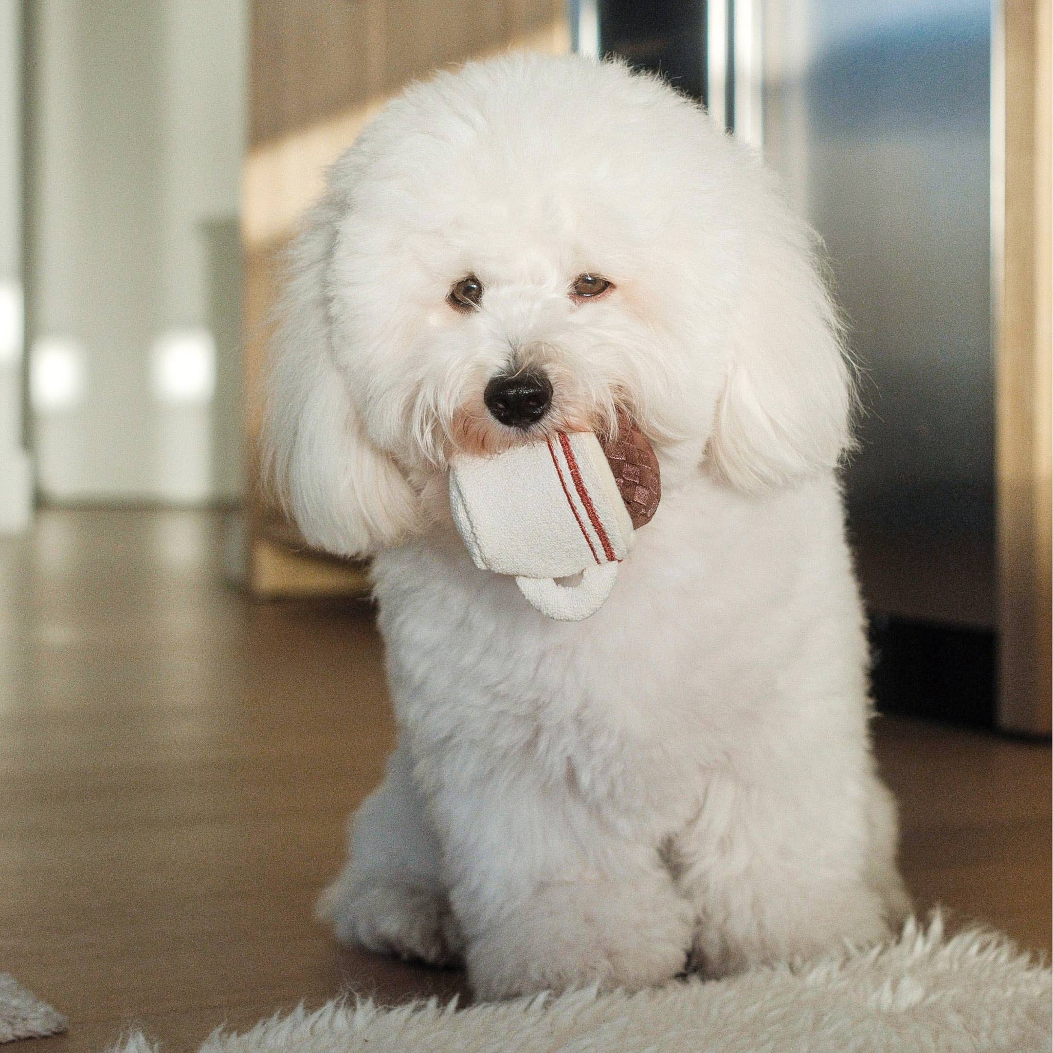 EXPRESSO POP//Enrichment Toy